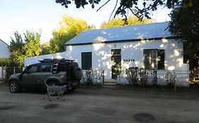Oasis